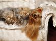 Yorkshire Terrier Lying On Couch by Adriano Bacchella Limited Edition Pricing Art Print