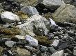 A Bird In The Rocks, Tibet by Michael Brown Limited Edition Pricing Art Print