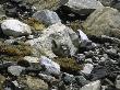 A Bird In The Rocks, Tibet by Michael Brown Limited Edition Print