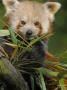 Red Panda Feeding On Bamboo Leaves, Iucn Red List Of Endangered Species by Eric Baccega Limited Edition Print