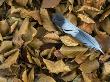 Wood Pigeon Feather In Leaf Litter Of An Autumn Beech Forest, Belgium by Philippe Clement Limited Edition Print