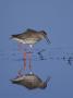 Common Redshank Adult Calling, Lake Neusiedl, Austria by Rolf Nussbaumer Limited Edition Print