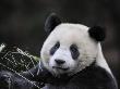 Male Giant Panda Wolong Nature Reserve, China by Eric Baccega Limited Edition Print