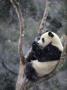 Subadult Giant Panda Climbing A Tree In Snow, Wolong Nature Reserve, China by Eric Baccega Limited Edition Print