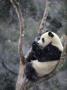 Subadult Giant Panda Climbing A Tree In Snow, Wolong Nature Reserve, China by Eric Baccega Limited Edition Pricing Art Print