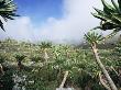 Giant Lobelias In Highlands, Guassa Region, Ethiopia by George Chan Limited Edition Pricing Art Print