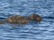 Walrus Mother And Pup Swimming In The Water, Igloolik, Foxe Basin, Nunavut, Arctic Canada by Mark Carwardine Limited Edition Print