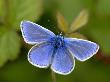 Common Blue Butterfly Dunsdon Nature Reserve, Near Holsworthy, Devon, Uk by Ross Hoddinott Limited Edition Print
