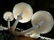 Looking Up Under The Gills Of Toadstools Of Porcelain Fungus, Cornwall, Uk by Ross Hoddinott Limited Edition Print