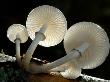 Looking Up Under The Gills Of Toadstools Of Porcelain Fungus, Cornwall, Uk by Ross Hoddinott Limited Edition Pricing Art Print