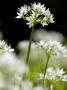 Ramson Wild Garlic Flower, Coombe Valley, Cornwall, Uk by Ross Hoddinott Limited Edition Print