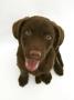 Chesapeake Bay Retriever Dog Pup, 'Teague', 9 Weeks Old Looking Up by Jane Burton Limited Edition Print