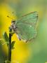 Green Hairstreak Butterfly At Rest On Broom, Uk by Andy Sands Limited Edition Print
