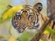 Tiger Face Portrait Amongst Foliage, Bandhavgarh National Park, India 2007 by Tony Heald Limited Edition Print