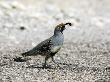 Male Gambel's Quail, Organ Pipe Cactus National Monument, Arizona, Usa by Philippe Clement Limited Edition Print