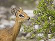 Kirk's Damara Dik Dik Male Feeding On Vegetation, Etosha Np, Namibia by Tony Heald Limited Edition Print