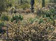 Staghorn Cholla, Engelmann's Prickly Pear And Other Cacti Species, Saguaro Np, Arizona, Usa by Philippe Clement Limited Edition Print