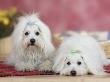 Two Coton De Tulear Dogs Lying On A Rug by Petra Wegner Limited Edition Print