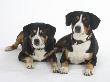 Two Entlebucher Mountain Dogs Lying Down by Petra Wegner Limited Edition Pricing Art Print