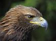 Head Portrait Of Golden Eagle, France by Eric Baccega Limited Edition Print