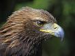 Head Portrait Of Golden Eagle, France by Eric Baccega Limited Edition Pricing Art Print