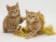 Two Red Tabby Kittens With Gold Christmas Tinsel by Jane Burton Limited Edition Pricing Art Print