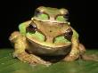 Masked Tree Puddle Frogs Pair, Costa Rica by Edwin Giesbers Limited Edition Print