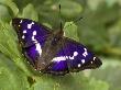 Purple Emperor On Oak Leaves Basking With Wings Open, Uk by Andy Sands Limited Edition Print