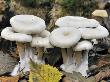 Chicken Run Funnel Agaric Fungus Among Autumn Leaves, Belgium by Philippe Clement Limited Edition Print