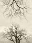 Looking Up At Branches Of Dead Wych Elm Trees Killed By Dutch Elm Disease, Scotland, Uk by Niall Benvie Limited Edition Print