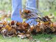 Gardener Raking Leaves On Lawn, Uk, December 2008 by Gary Smith Limited Edition Print