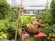 Summer Potager Style Garden With Freshly Harvested Vegetables In Wooden Trug, Norfolk, Uk by Gary Smith Limited Edition Print