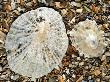 Two Common Limpets On Beach, Normandy, France by Philippe Clement Limited Edition Print
