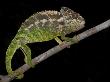Warty Chameleon Walking Along Branch, Berenty Reserve, Madagascar by Edwin Giesbers Limited Edition Print