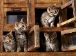 Four Bengal Kittens Playing In Wooden Boxes by Adriano Bacchella Limited Edition Print