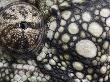 Oustalet's Chameleon Close-Up Of Face, Madagascar by Edwin Giesbers Limited Edition Print