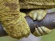 Parson's Chameleon Close-Up Of Feet Gripping Branch, Madagascar by Edwin Giesbers Limited Edition Print