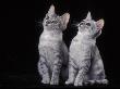 Two Egyptian Mau Kittens Looking Up by Adriano Bacchella Limited Edition Print