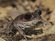 Lowland Litter Frog Danum Valley, Sabah, Borneo by Tony Heald Limited Edition Print