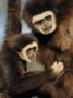 White Handed Gibbon Mother And Young, Endangered, From Se Asia by Eric Baccega Limited Edition Print