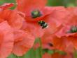 Bumble Bee Flying To Poppy Flower To Gather Pollen, Hertfordshire, England, Uk by Andy Sands Limited Edition Print