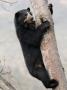 Spectacled Bear Climbing In Tree, Chaparri Ecological Reserve, Peru, South America by Eric Baccega Limited Edition Print