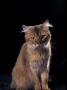 Somali Cat, Sitting Portrait by Adriano Bacchella Limited Edition Print