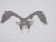 Steller's Sea Eagle Flying Through Snow, Kuril Lake, Kamchatka, Far East Russia by Igor Shpilenok Limited Edition Pricing Art Print