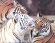 Three Tigers by Patrick Martin Vegue Limited Edition Pricing Art Print