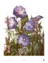 Morning Glories by Dru Bell Byers Limited Edition Print