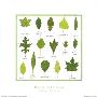 Green Leaves by Hiro Kawada Limited Edition Print