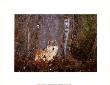 Leader Of The Pack, Montana by Art Wolfe Limited Edition Print