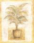 Peaceful Palm Ii by Tina Chaden Limited Edition Print