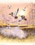 Marsh Ducks by Andres Orpinas Limited Edition Print